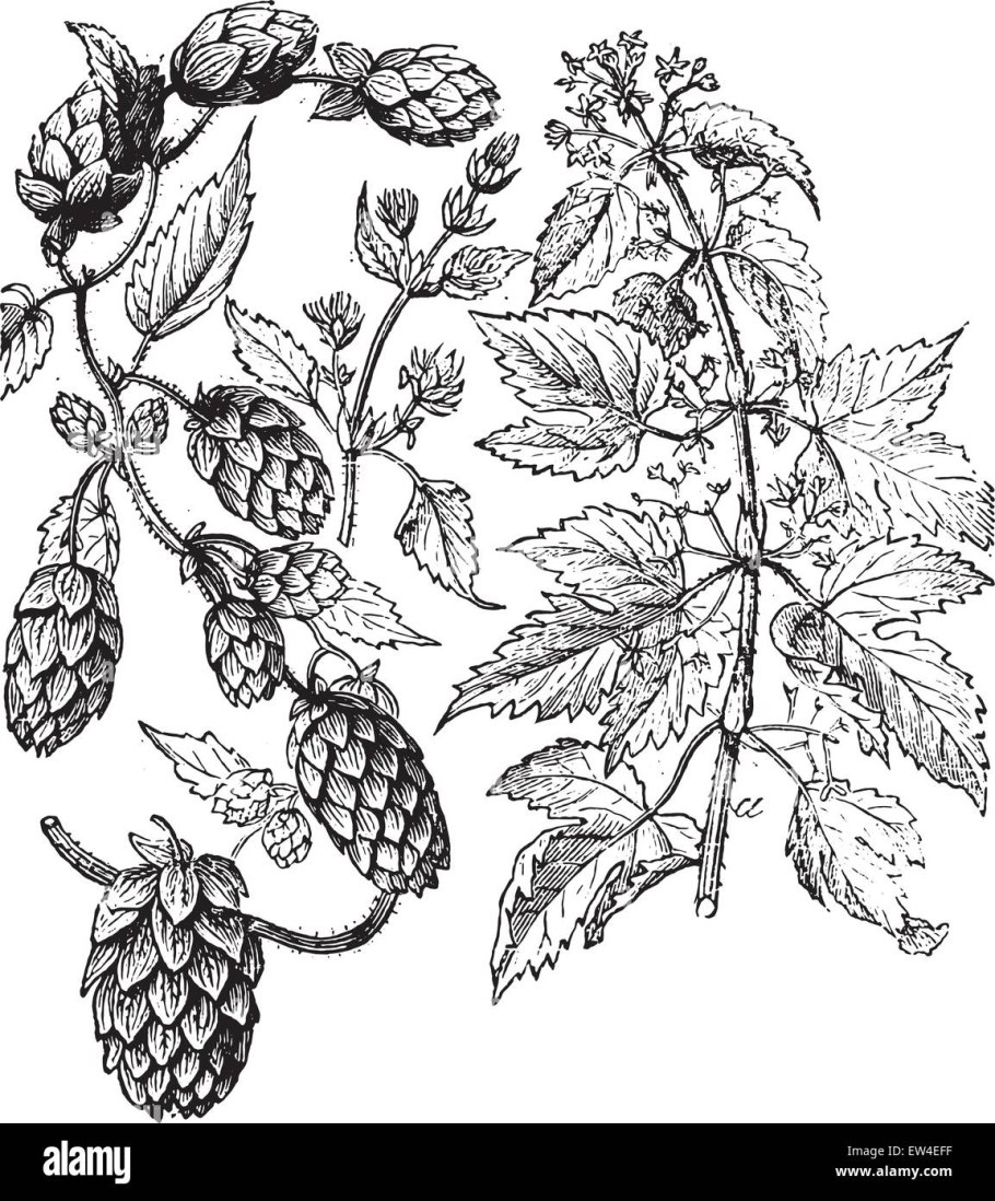 Шишки хмеля Лекра сэт