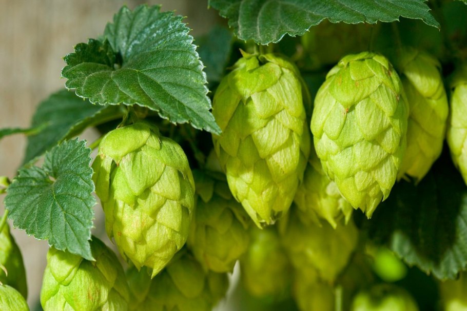 Хмель обыкновенный (Humulus lupulus)