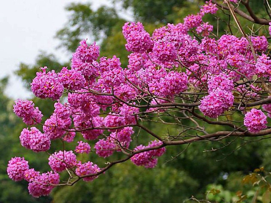 Табебуйя золотистая