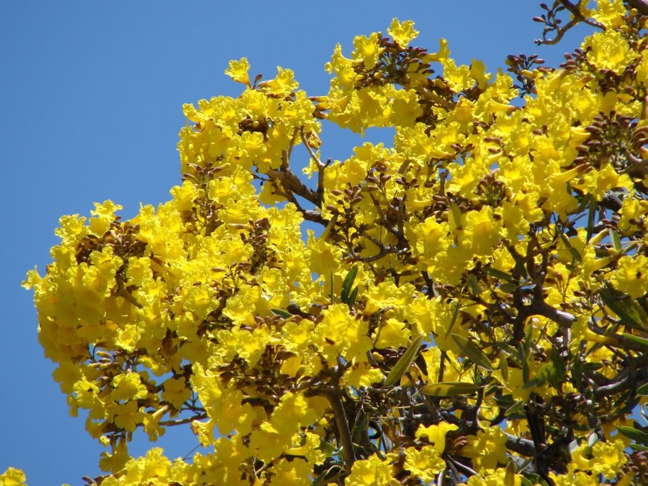 Лапачо дерево