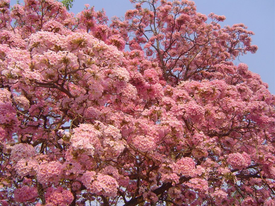 Розовое дерево пау Бразил