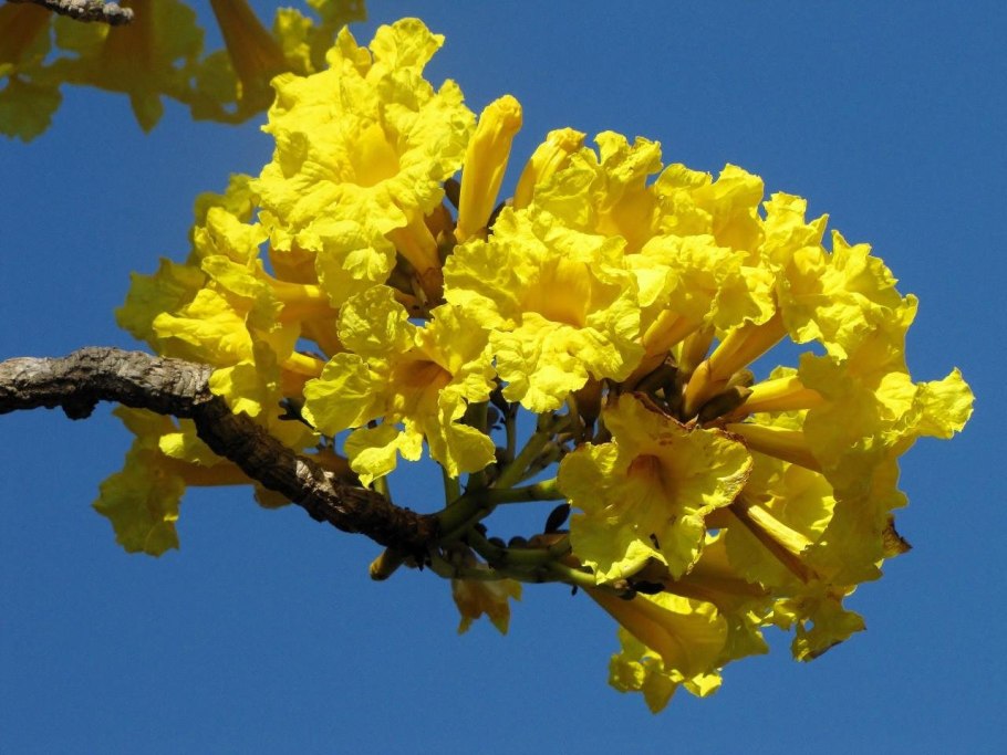 Муравьиное дерево табебуйя