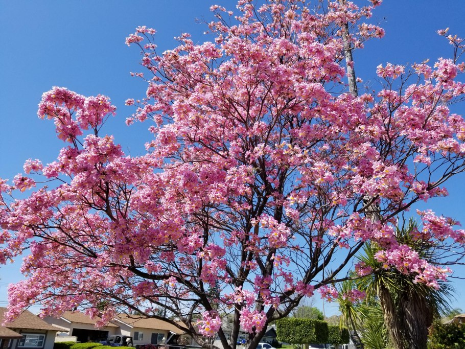 Табебуйя розовая (Tabebuia rosea)