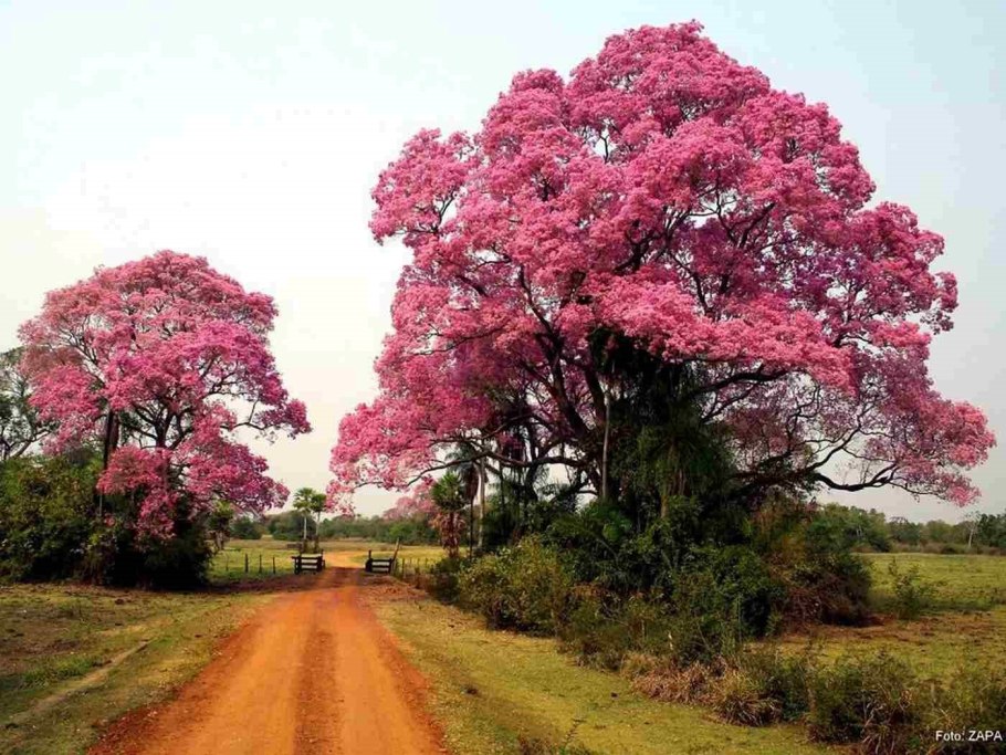 Табебуйя золотистая (Tabebuia chrysotricha)