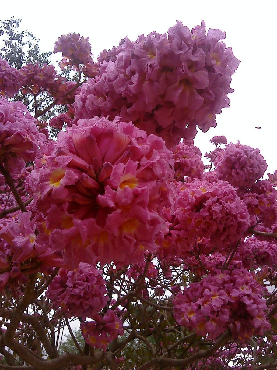 Золотистая табебуйя дерево