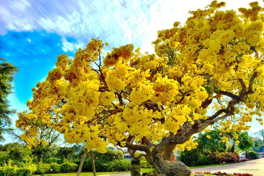 Табебуйя золотистая