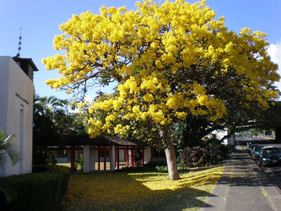 Желтое дерево ЮАР табебуйя