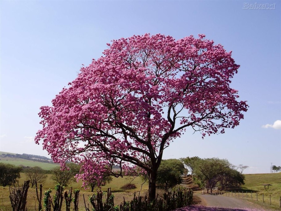 Дерево пиува