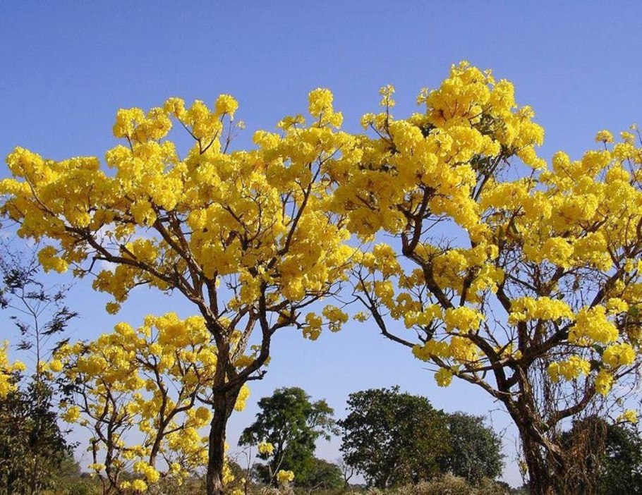 Муравьиное дерево табебуйя