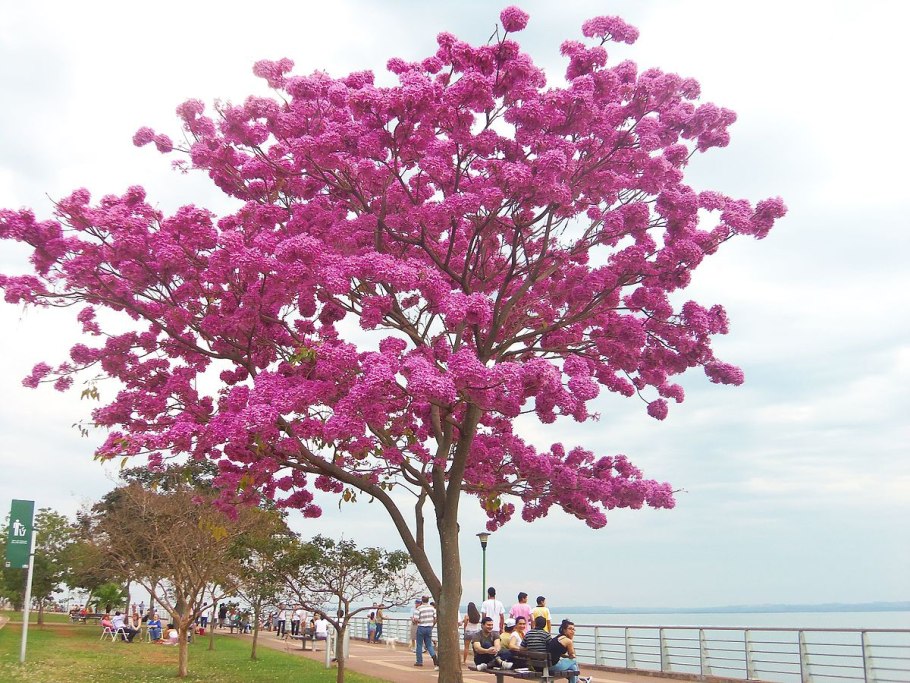 Муравьиное дерево табебуйя