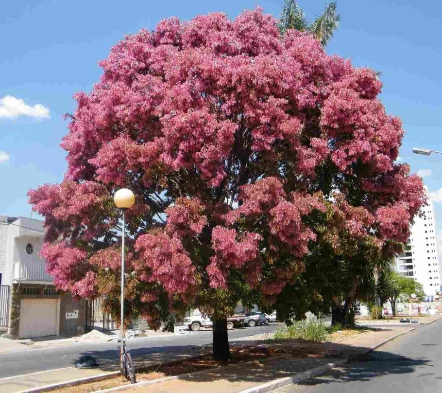 Табебуйя золотистая