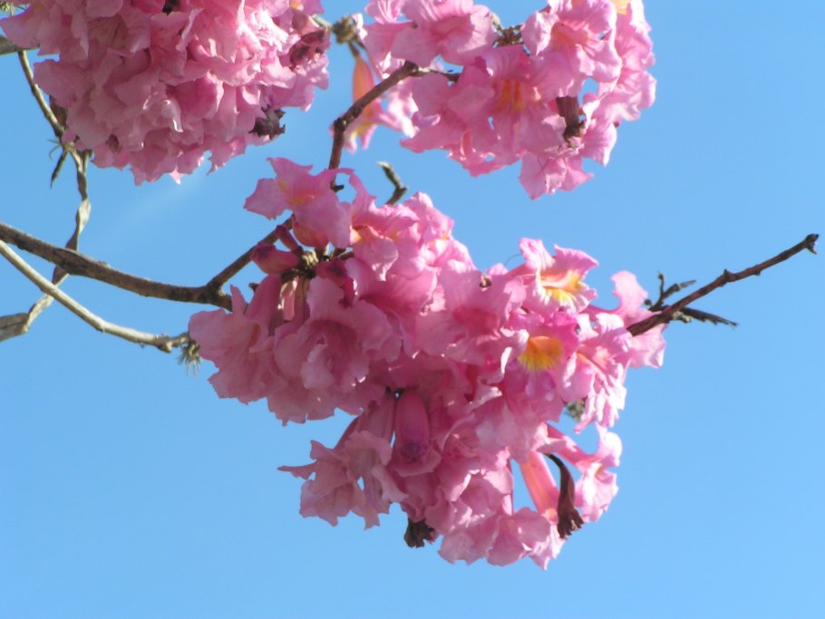Табебуйя розовая (Tabebuia rosea)