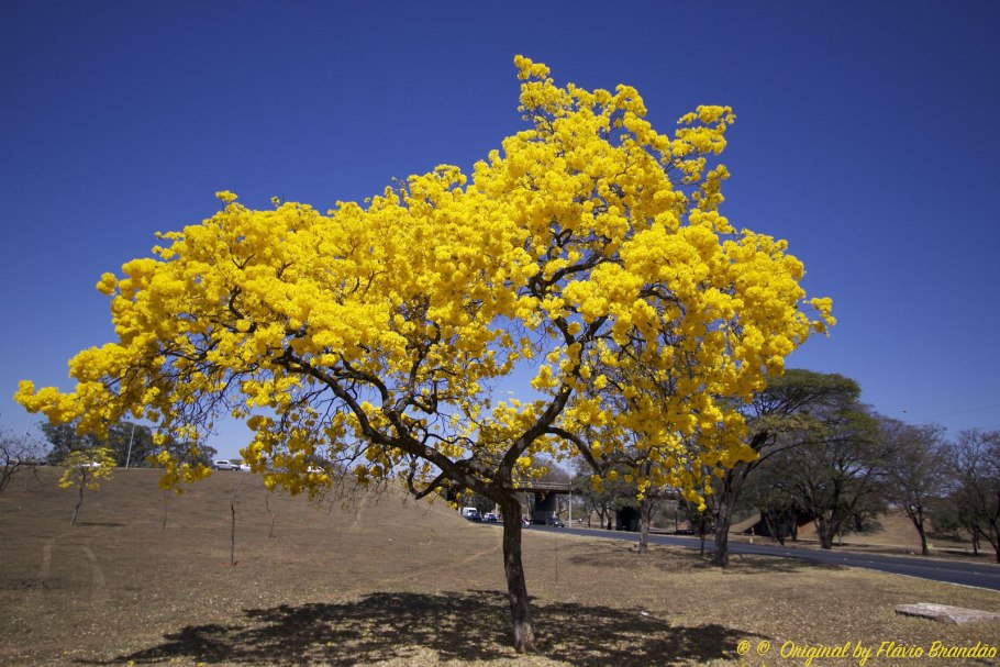 Золотистая табебуйя Парагвай
