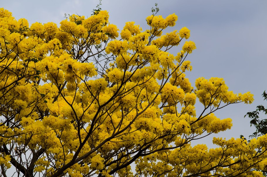 Tabebuia Aurea