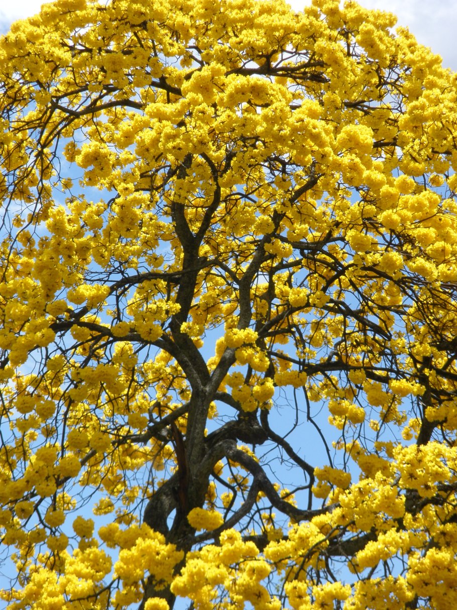 Табебуйя розовая