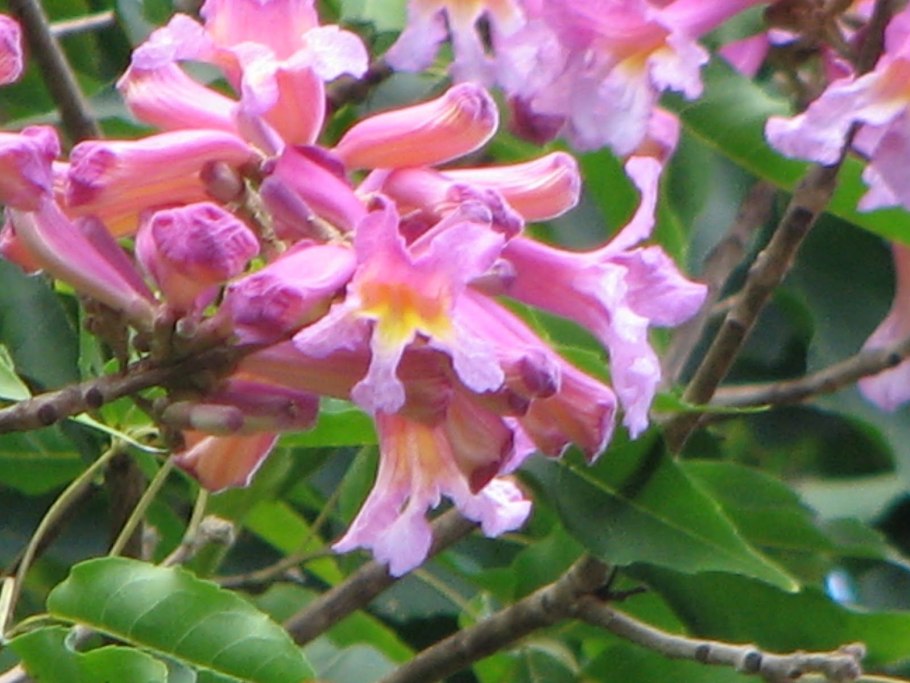 Табебуйя бонсай