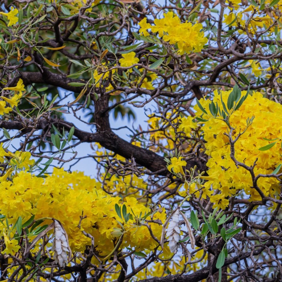 Табебуйя розовая (Tabebuia rosea)