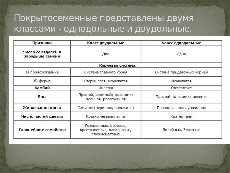 Покрытосеменные растения примеры