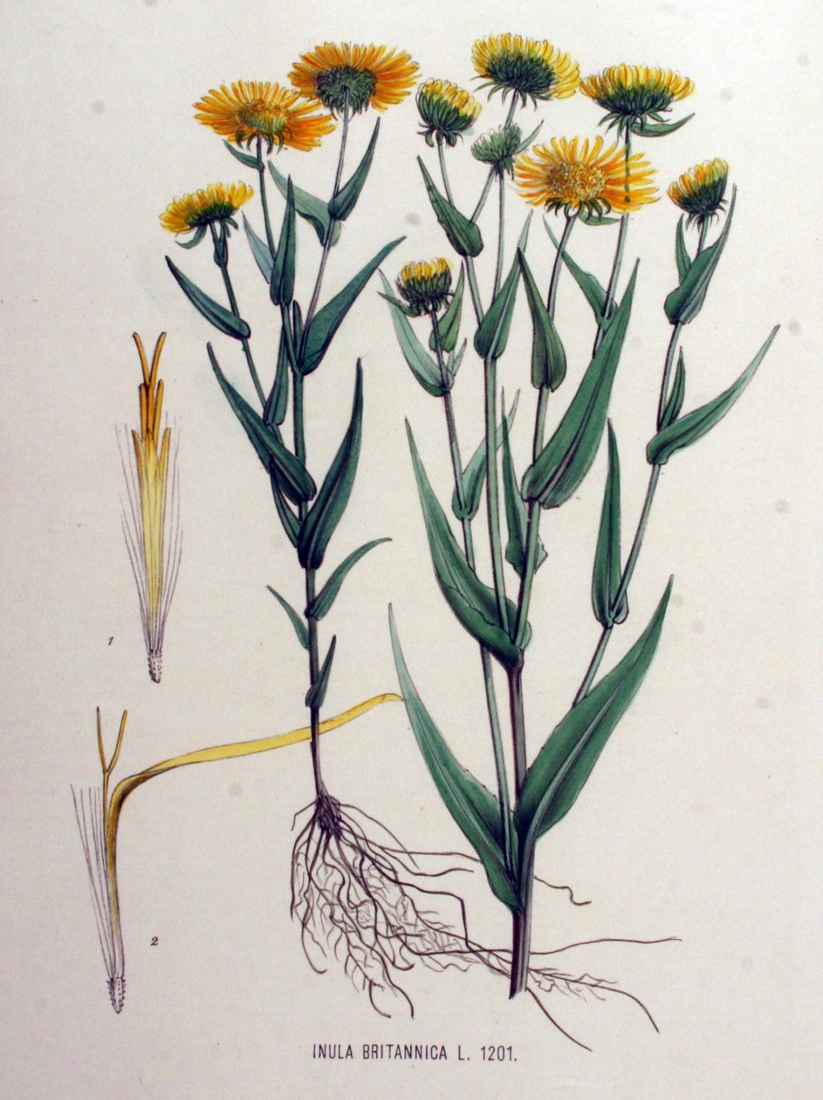 Девясил британский Фармакогнозия