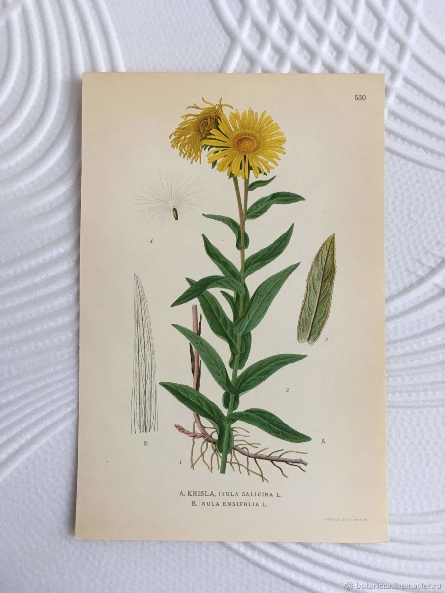 Девясил высокий