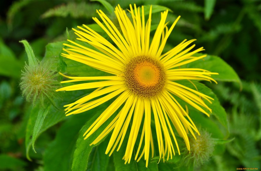 Девясил Христово око