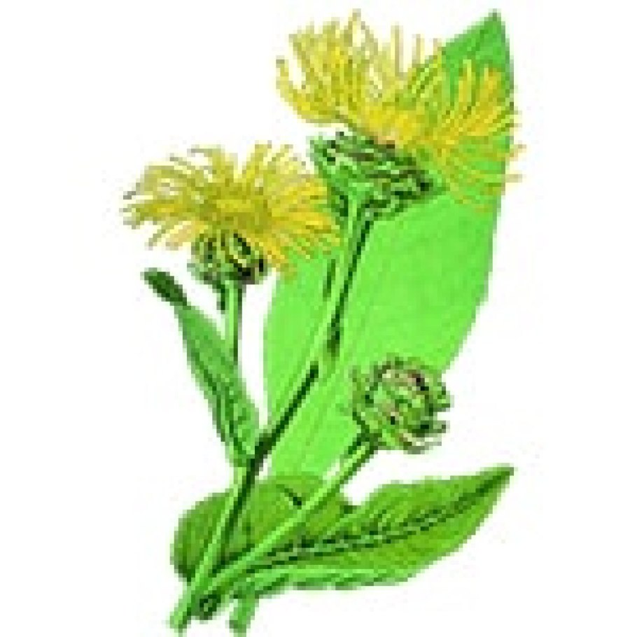 Календула раскраска