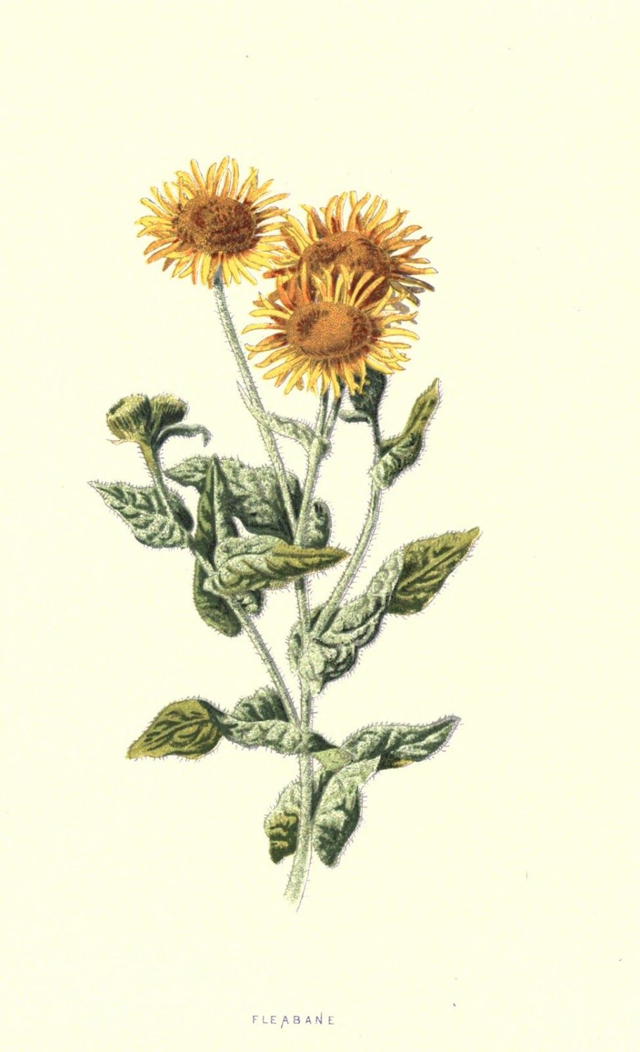 Девясил на прозрачном фоне