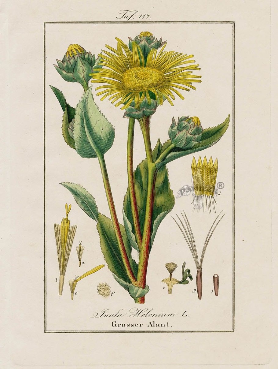 Девясил британский Фармакогнозия