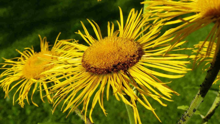 Девясил желтый