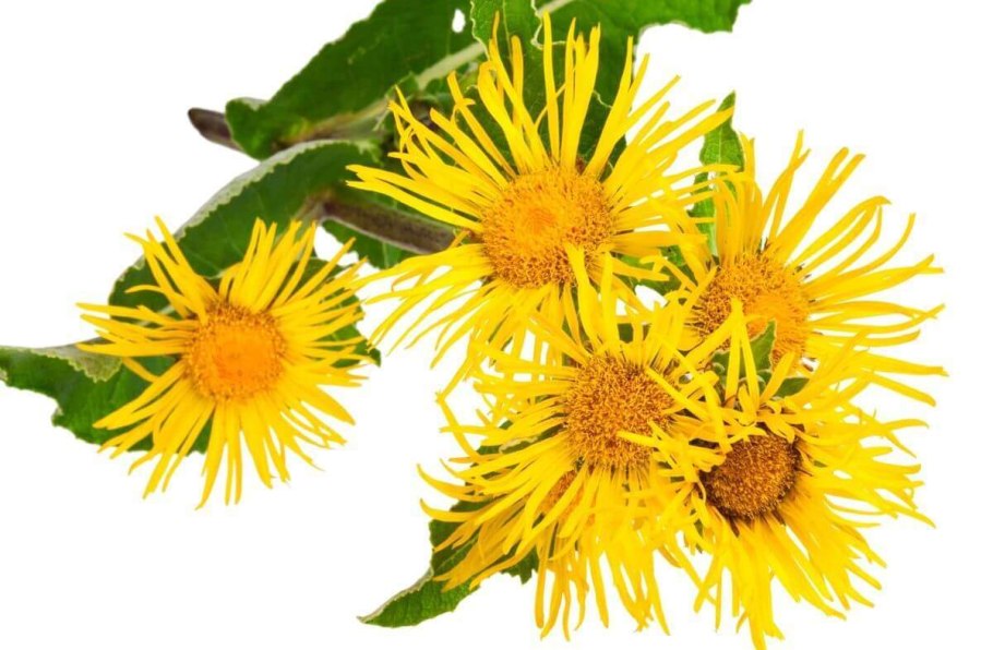 Девясил британский рисунок