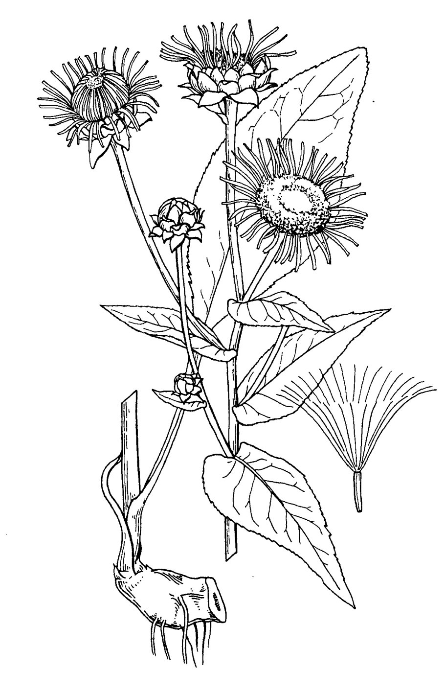 Девясил высокий Фармакогнозия