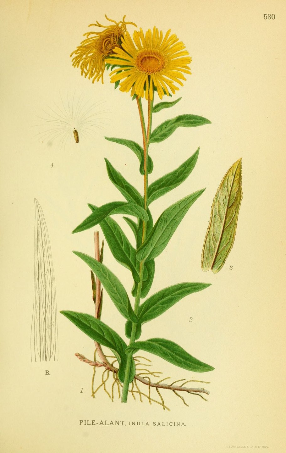 Inula Helenium гербарий