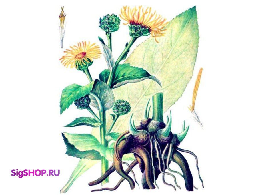 Девясил высокий