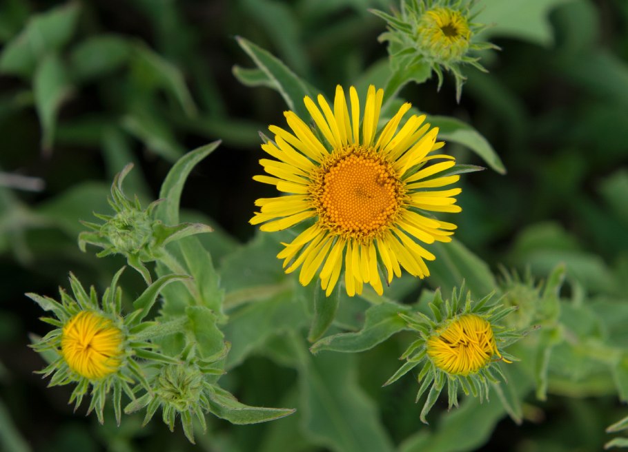 Inula graveolens девясил