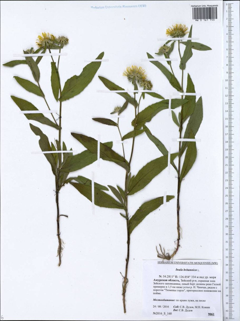 Девясил высокий (Inula Helenium)