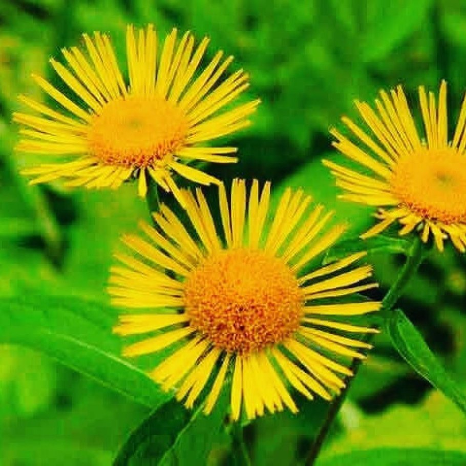 Девясил иллюстрация акварель