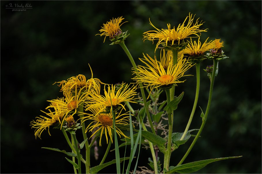 Девясил британский Inula Britannica