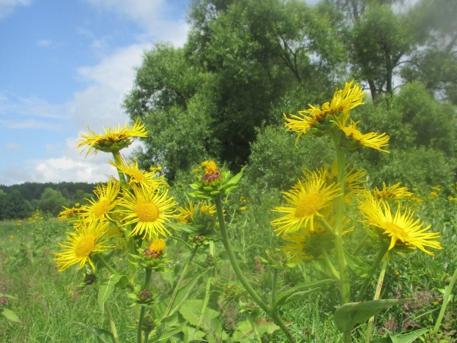 Телекия прекрасная и девясил
