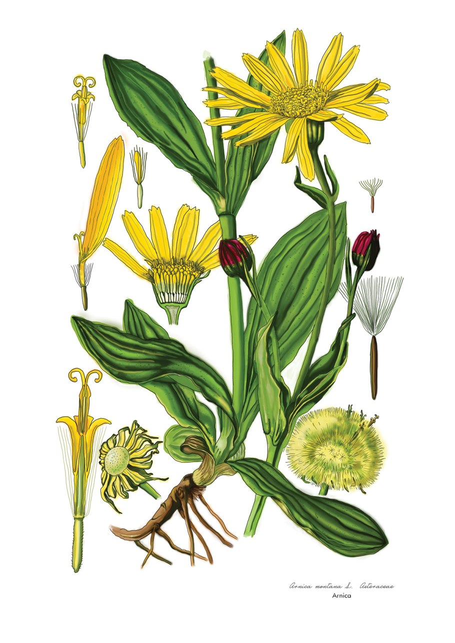 Девясил мечелистный