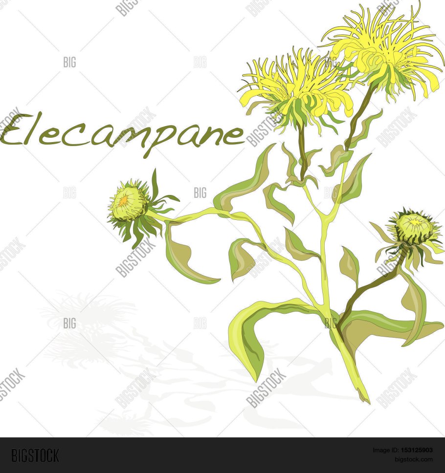 Девясил Луговой