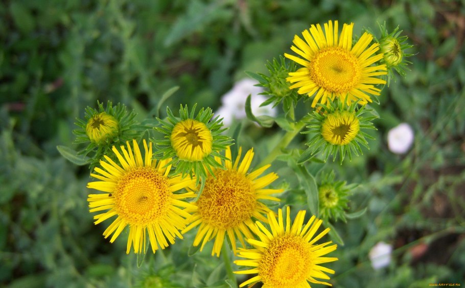 Девясил Сибирский Луговой