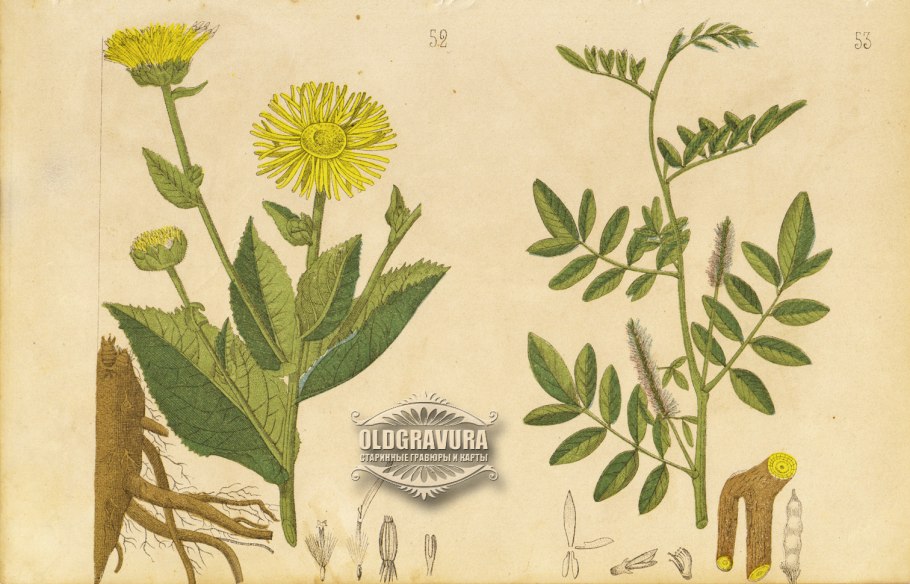 Девясил Христово око