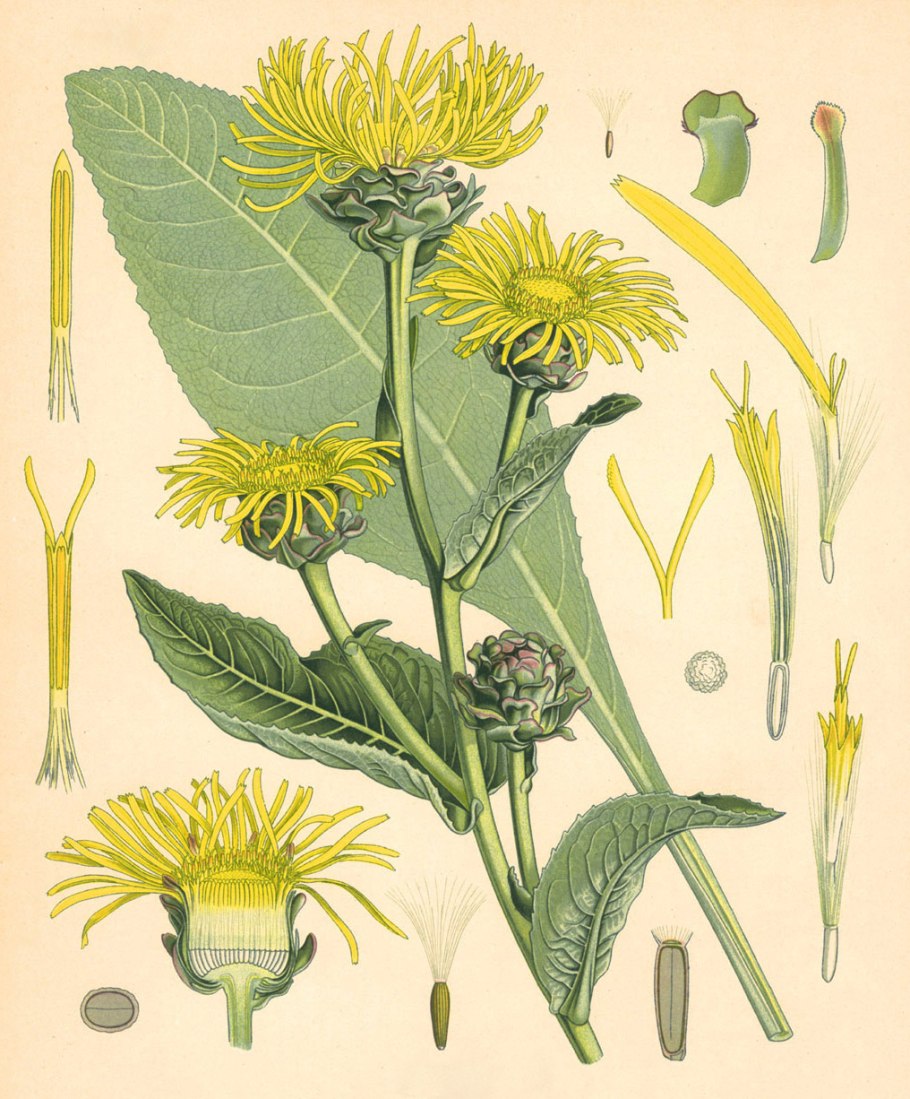 Девясил высокий Ботаническая иллюстрация