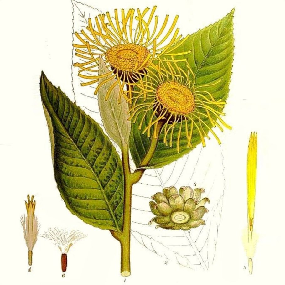 Девясил ботаника