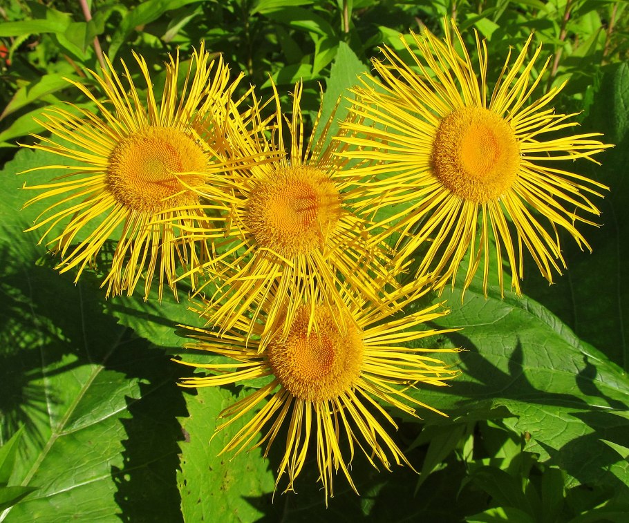 Девясил британский Ботанический рисунок