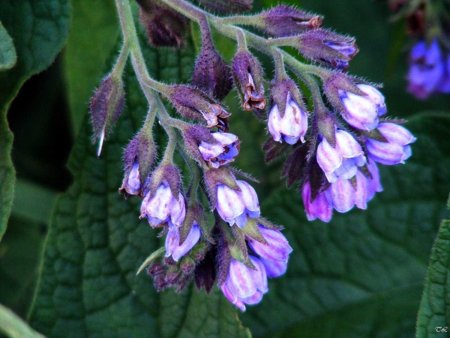 Окопник огуречная трава