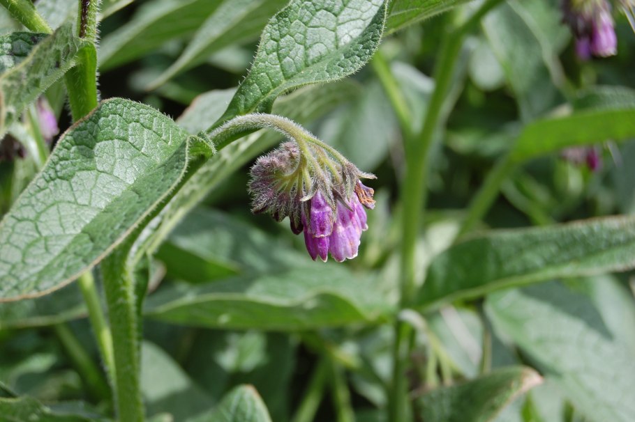 Окопник огуречная трава