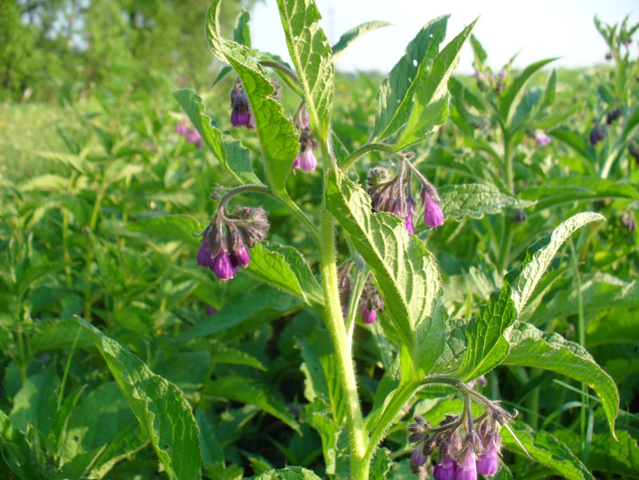 Окопник лекарственный (Sýmphytum officinále)