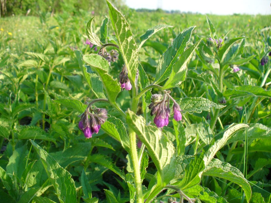 Окопник Костолом