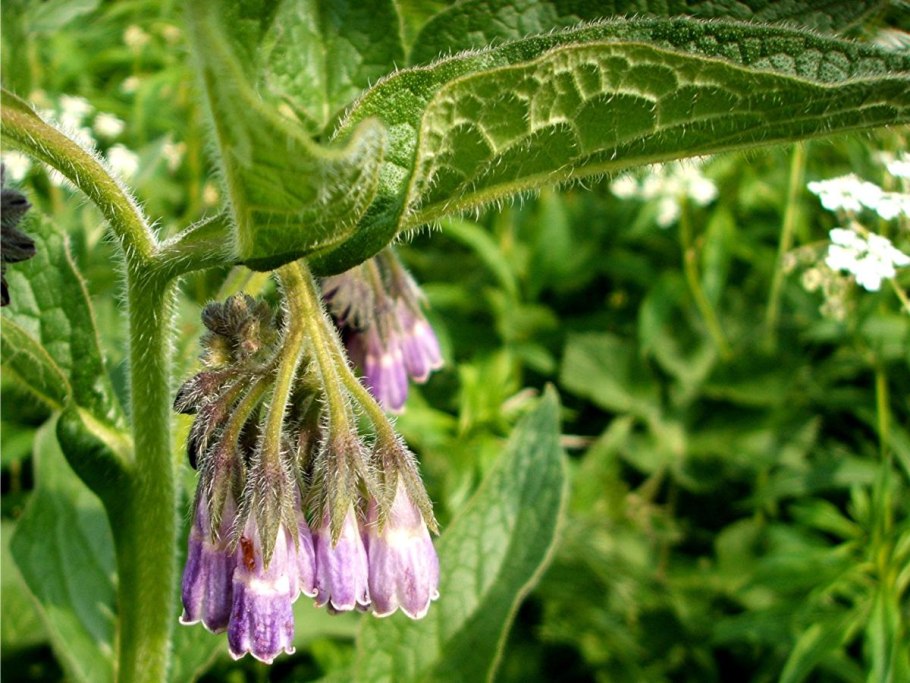 Окопник Symphytum grandiflorum